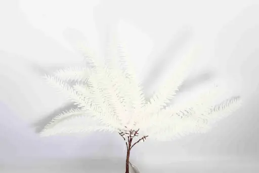 CHI NHÁNH Giáng sinh 10661